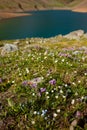 Flower fields on the shore of a mountain lake Royalty Free Stock Photo
