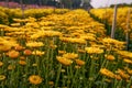 Flower fields sunflowers, yellow flowers