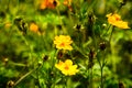 Flower fields are yellow in the wildflowers on cool days on the roadside. Royalty Free Stock Photo