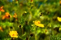 Flower fields are yellow in the wildflowers on cool days on the roadside. Royalty Free Stock Photo