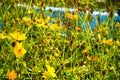 Flower fields are yellow in the wildflowers on cool days on the roadside. Royalty Free Stock Photo