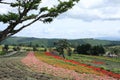 Flower Fiels at Biei