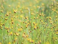 Flower filed of Eriocaulon henryanum Ruhle and xyris pauciflora willd in Thailand