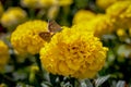 Flower, filed, medow, yellow, butterfly, insect