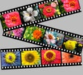 Flower filmstrip graphic Royalty Free Stock Photo