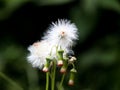 Flower of fire weed or red flower ragleaf