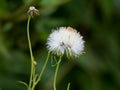 Flower of fire weed or red flower ragleaf