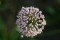 Flower fireworks