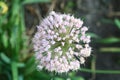 Flower fireworks