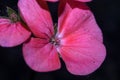 A flower with five bright pink petals.