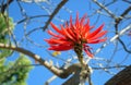 Flower of the flame coral tree in Laguna Woods, Califonia.