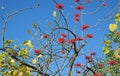 Flower of the flame coral tree in Laguna Woods, Califonia.