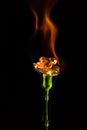 Flower in Flame