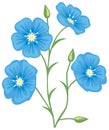 Flower of flax (Linum usitatissimum)