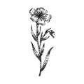 flower flax sketch hand drawn vector