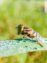 flower flies resting on wet leaves in the morning Royalty Free Stock Photo