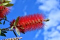 Flower of Flower of Callistemon close up in blue sky.