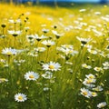 flower flower meadow garden field spring summer wildflower