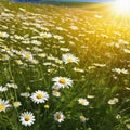 flower flower meadow garden field spring summer wildflower