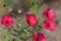 Flowering flax Linum grandiflorum