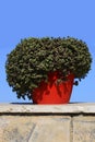 Potted flowers with sky