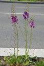 Verbascum phoeniceum meadow species, which thanks to the velvety purple flowers is one of the most beautiful divisions.