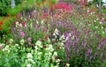 Colorful prairie flower bed with purple white and red flowers in spring lush green reminiscent of a meadow Royalty Free Stock Photo