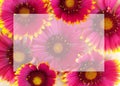 Flower, flower, flowers, paper, spring, nature, texture, pattern, pink, art, abstraction, flower, plant, summer, design, frame, ol Royalty Free Stock Photo