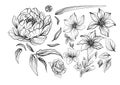 flower flowers piones lilium detail details clipart hand drawn vector calligraphy illustration