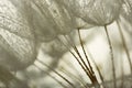 flower fluff, dandelion seed with dew dop - beautiful macro photo Royalty Free Stock Photo