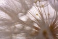 flower fluff, dandelion seed with dew dop - beautiful macro photo Royalty Free Stock Photo