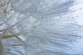 flower fluff, dandelion seed with dew dop - beautiful macro photo Royalty Free Stock Photo