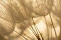 flower fluff, dandelion seed with dew dop - beautiful macro photo Royalty Free Stock Photo