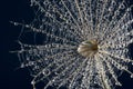 flower fluff , dandelion seed with dew dops - beautiful macro photography Royalty Free Stock Photo