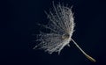 flower fluff , dandelion seed with dew dops - beautiful macro photography Royalty Free Stock Photo