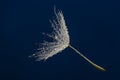 flower fluff , dandelion seed with dew dops - beautiful macro photography Royalty Free Stock Photo