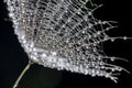 flower fluff , dandelion seed with dew dops - beautiful macro photography Royalty Free Stock Photo