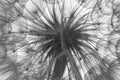 flower fluff, dandelion seeds Royalty Free Stock Photo