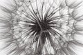 flower fluff, dandelion seeds Royalty Free Stock Photo