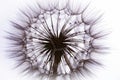 flower fluff, dandelion seeds Royalty Free Stock Photo