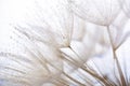 flower fluff, dandelion seeds with dew dop - beautiful macro photography Royalty Free Stock Photo