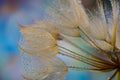 flower fluff, dandelion seeds with dew dop - beautiful macro photography Royalty Free Stock Photo