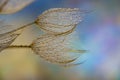 flower fluff, dandelion seeds with dew dop - beautiful macro photography Royalty Free Stock Photo