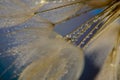 flower fluff, dandelion seeds with dew dop - beautiful macro photography Royalty Free Stock Photo