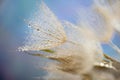 flower fluff, dandelion seeds with dew dop - beautiful macro photography Royalty Free Stock Photo