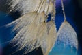 flower fluff, dandelion seeds with dew dop - beautiful macro photography Royalty Free Stock Photo