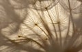 flower fluff, dandelion seeds with dew dop - beautiful macro photography Royalty Free Stock Photo