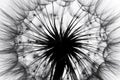 flower fluff, dandelion seeds Royalty Free Stock Photo