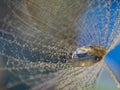 flower fluff, dandelion seeds with rain drops