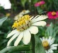 The flower and the fly that is being Flowers and flies that are being up to Royalty Free Stock Photo